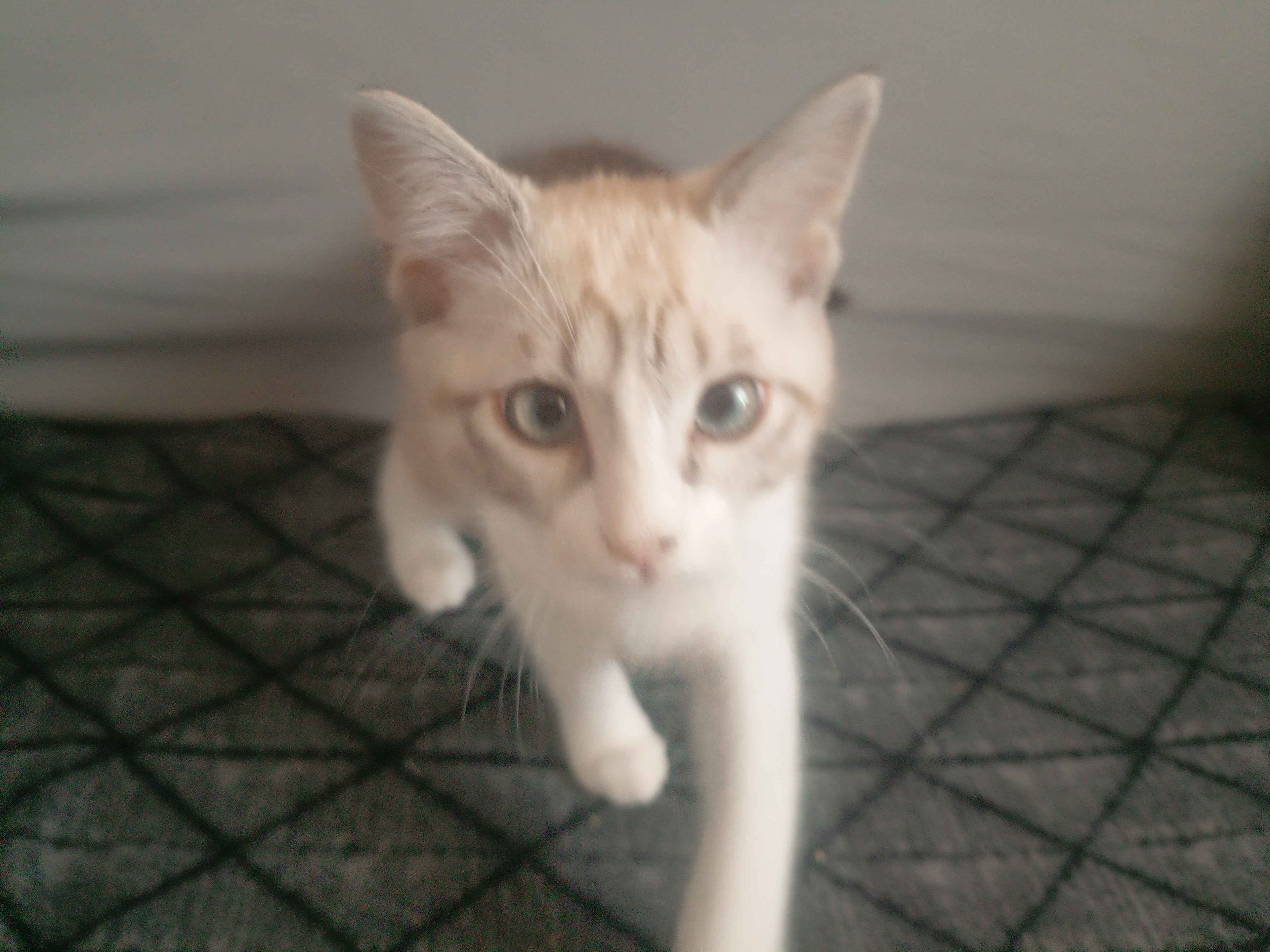 Котенок белый, не битый не крашеный